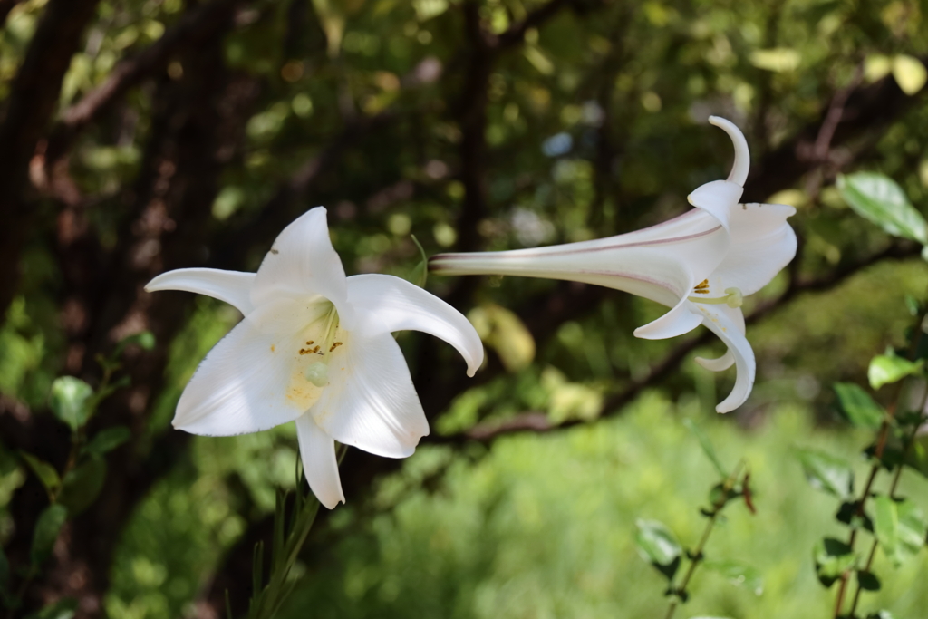 花散歩タカサゴユリ２