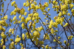 春、植物園16シナミズキ