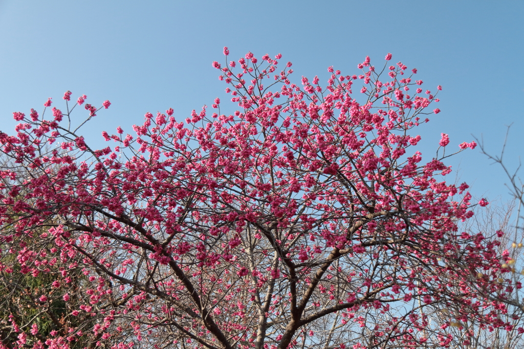 花散歩寒緋桜４