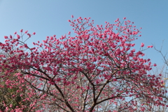 花散歩寒緋桜4