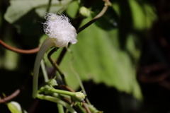 花散歩カラスウリの花？