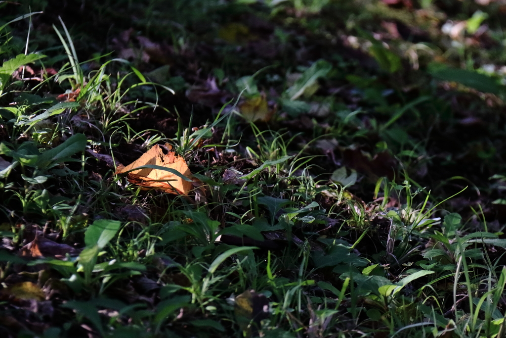 落ち葉灯る
