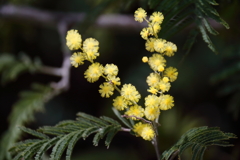 アカシア？咲く２