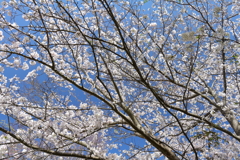 さくらさくら１