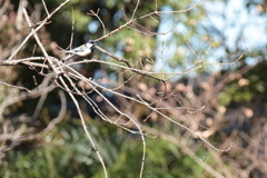 シジュウカラ止まる２