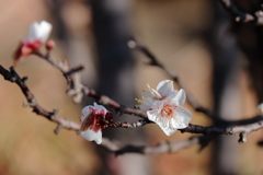 白梅ほころぶ頃１