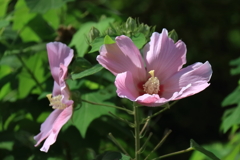 花散歩芙蓉１