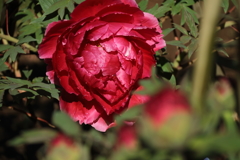 鮮やかに牡丹１