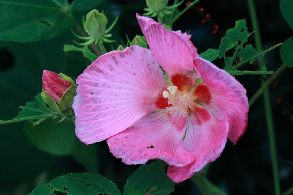 芙蓉昼下がり１