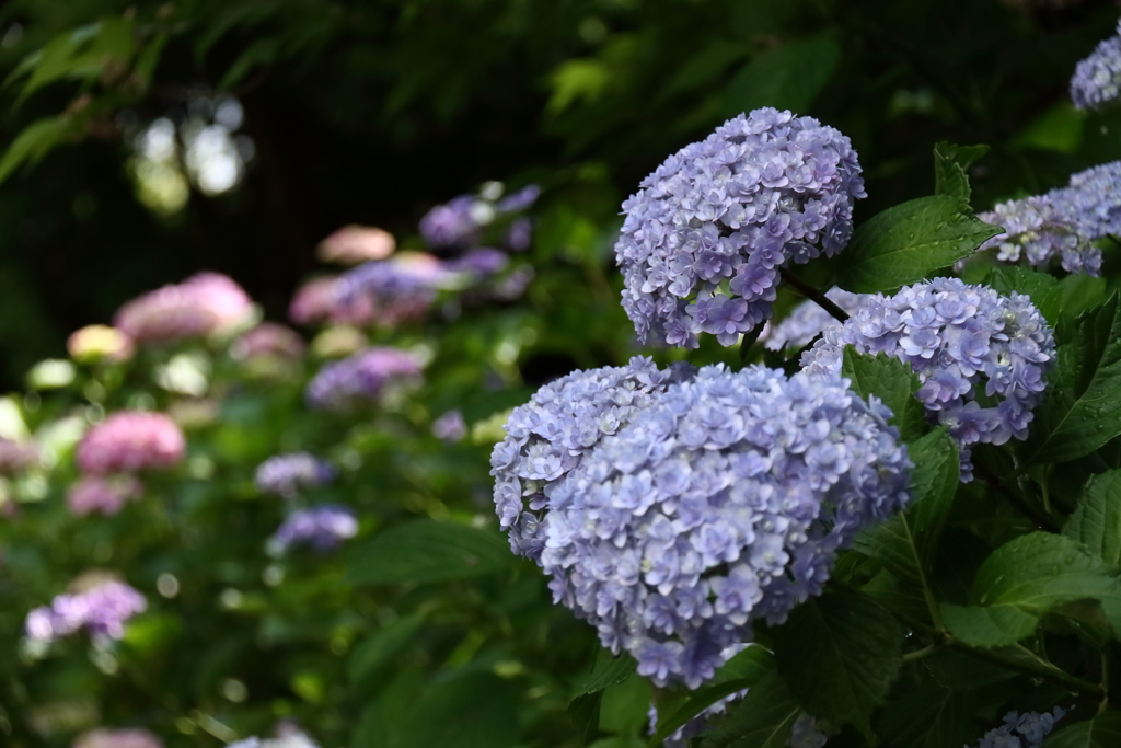 花散歩あじさい小径３