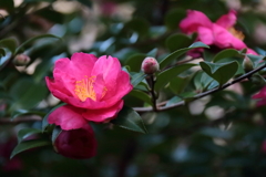 花散歩さざんか今も２