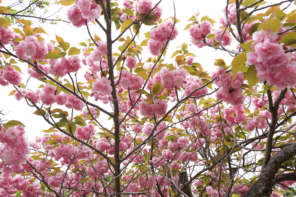 八重の桜なお１