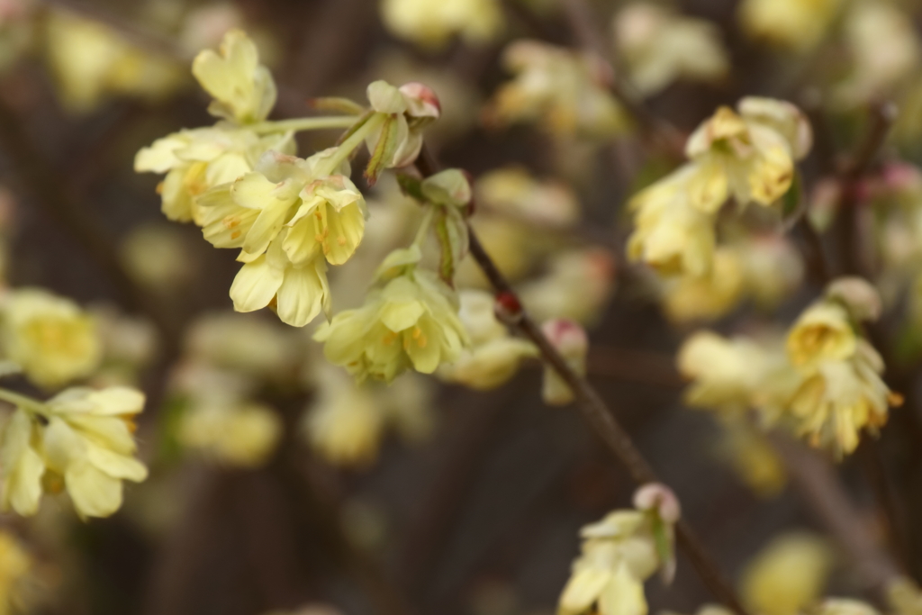 ヒュウガミズキ１