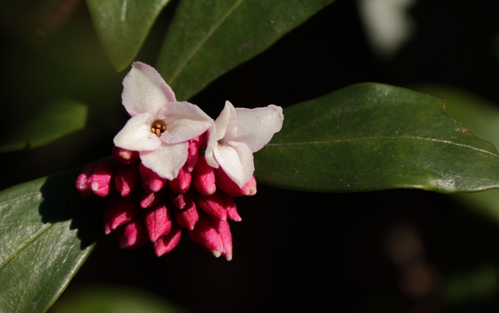春ひとつ　沈丁花