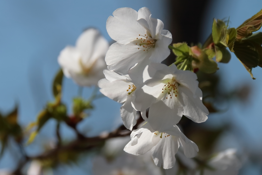 オオシマザクラ？３