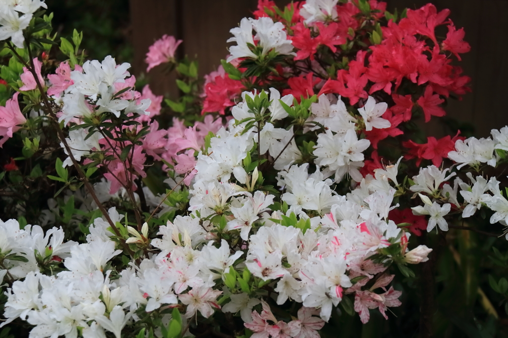 花散歩つつじ１