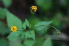 里山の植物コセンダングサ