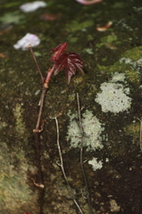 春なのに赤衣装１
