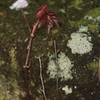 春なのに赤衣装１