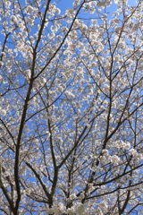 さくらさくら６