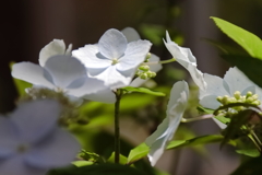植物園にて　フユアジサイ
