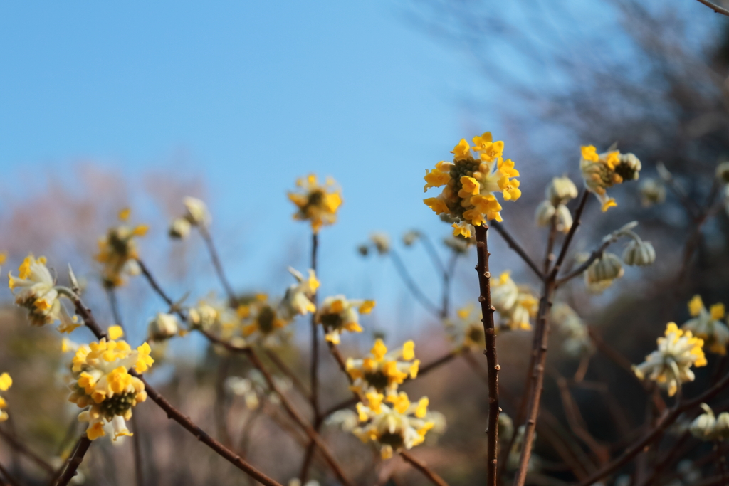 花散歩ミツマタ２