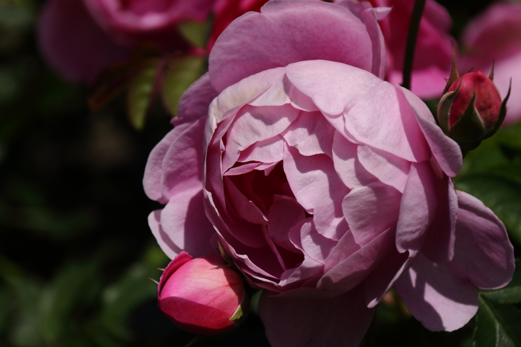 ヨコハマローズウィーク　ロイヤルジュビリー