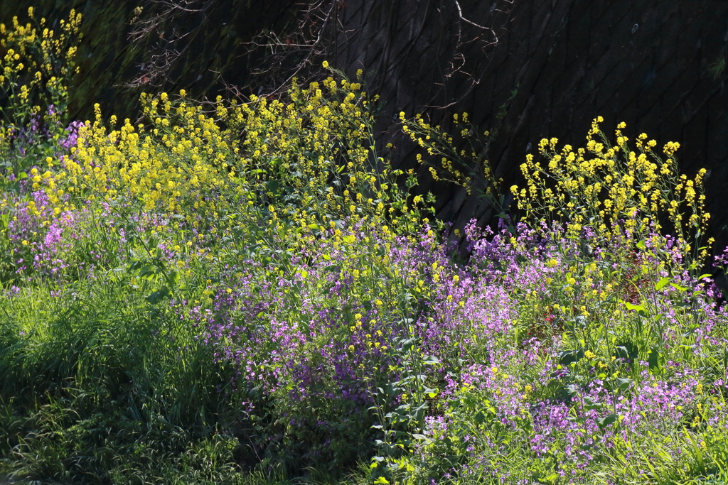 黄色と紫のコラボ