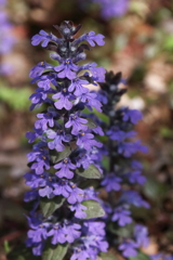 花散歩セイヨウジュウニヒトエ２