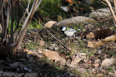 散歩道の野鳥２