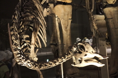 国立科学博物館の恐竜達２