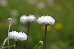 公園花壇矢車草４