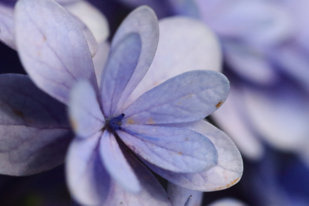 紫陽花いろいろ４