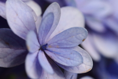 紫陽花いろいろ４