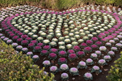 ハートの植え込み