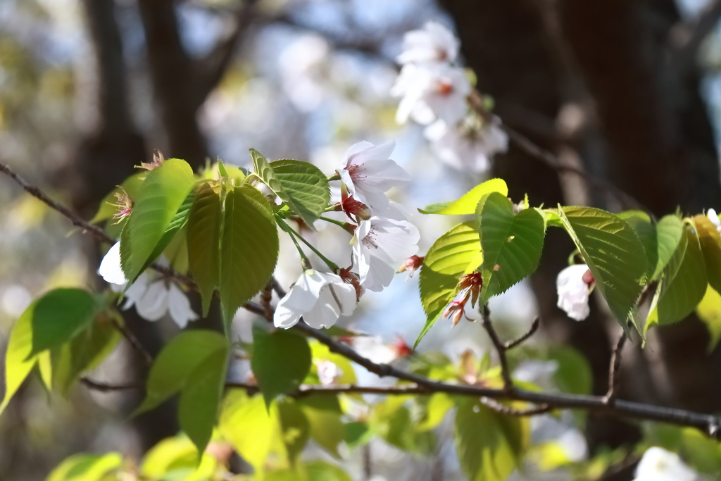 花散歩既に葉桜