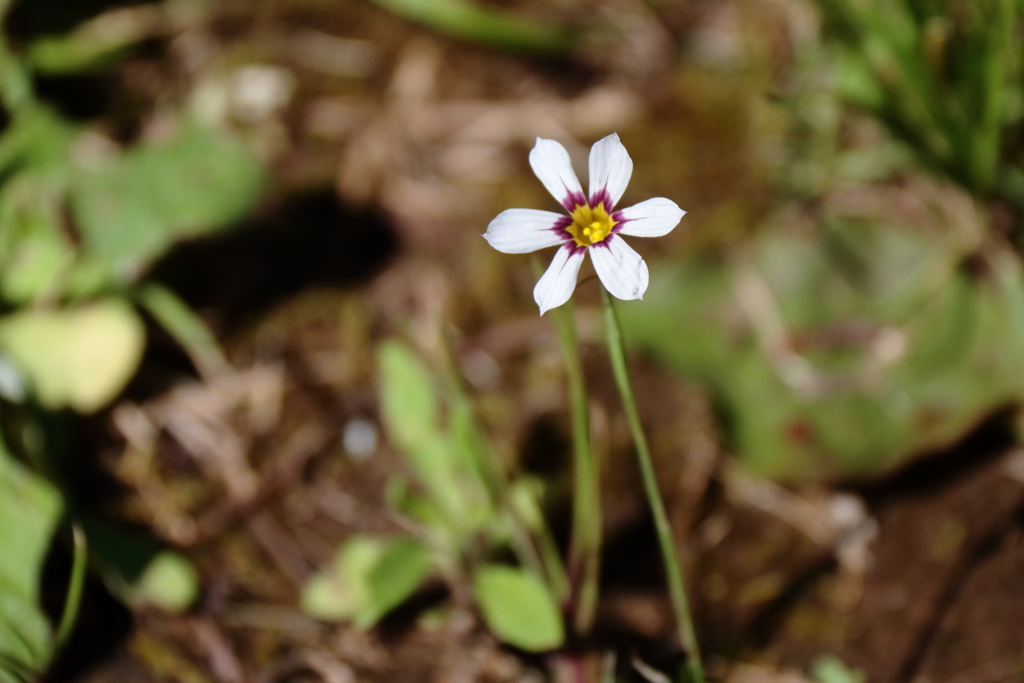 花散歩ニワゼキショウ