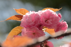 奈良の都に非ず４