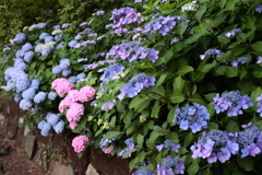 花散歩紫陽花６