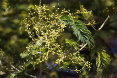 花散歩薄っすらと黄色くアカシヤの蕾１