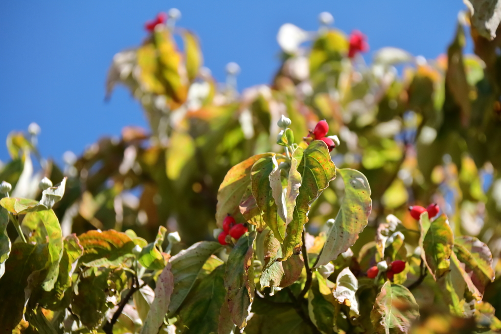 花散歩ハナミズキの実