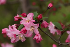 海棠咲く２