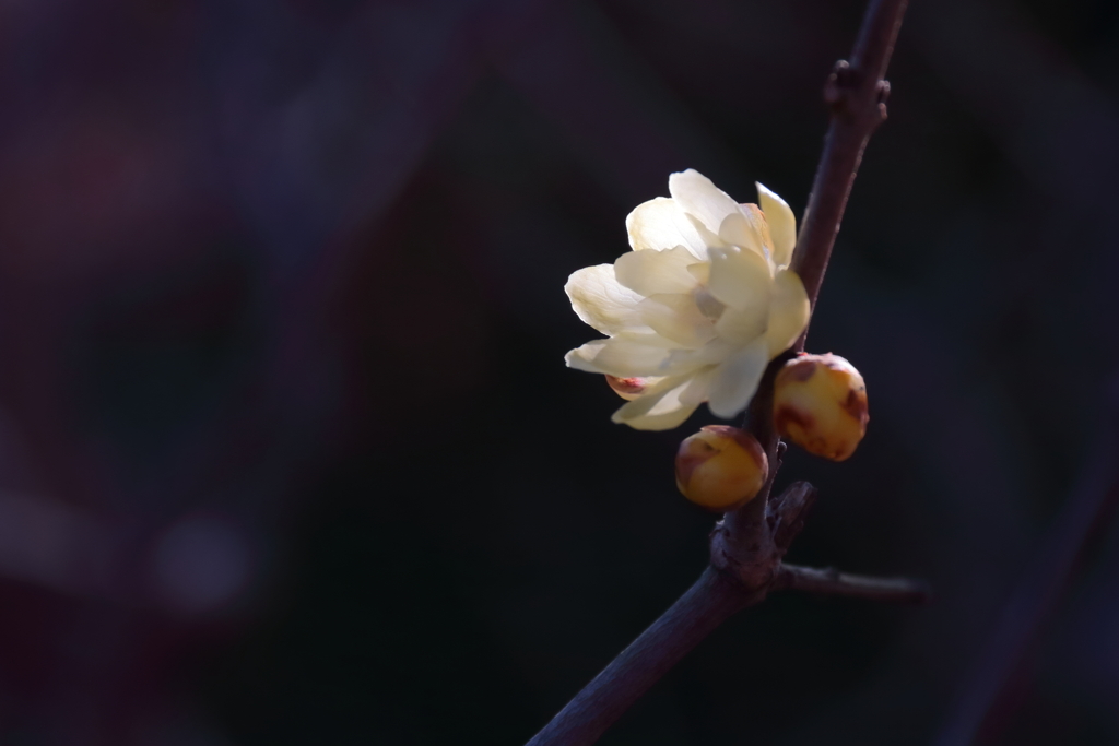 咲き進む蠟梅５