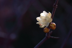 咲き進む蠟梅５