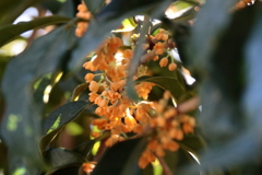 花散歩キンモクセイ