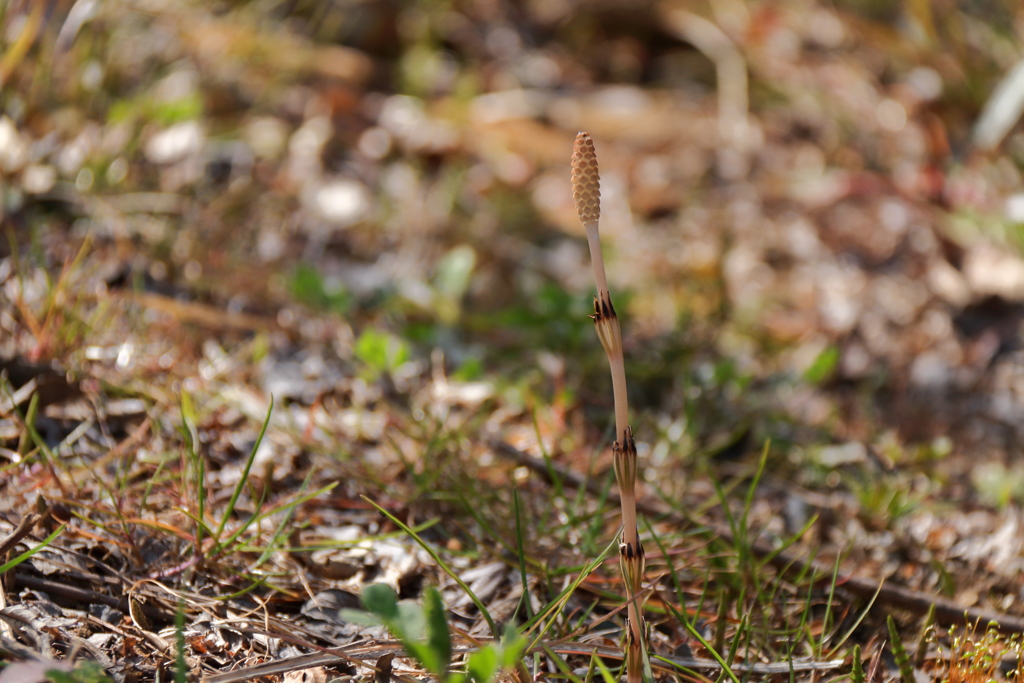 土筆目覚める１