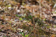 土筆目覚める１