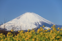 菜の花越しの富士山