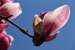 植物園から「木蓮」5