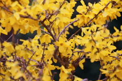 散歩道の花達6